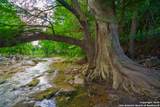 103 Misty Waters - Photo 86