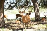 LOT 43 Blackbuck Trail - Photo 15