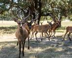 LOT 43 Blackbuck Trail - Photo 16