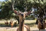 LOT 43 Blackbuck Trail - Photo 17