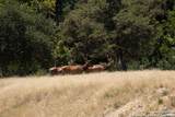 LOT 43 Blackbuck Trail - Photo 36