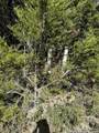 (LT)394 Forest Trail Drive - Photo 4