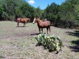 1041 Mystic Breeze - Photo 39