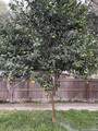 8702 Charro Ln - Photo 17