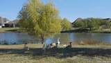 8522 Fess Parker Dr - Photo 40