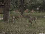 19214 Grey Forest - Photo 45