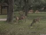 19214 Grey Forest - Photo 46