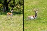 151 Kudu Cv - Photo 51