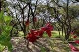 7810 Covey Roost - Photo 42