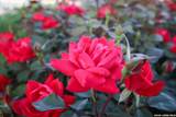 8826 Haystack Rd - Photo 46