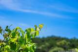 5081 Bandera Hwy - Photo 46