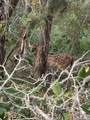 1737 Scenic View - Photo 46