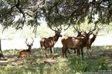 LOT 43 Blackbuck Trail - Photo 4