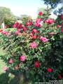 5511 Eaglewood St - Photo 21