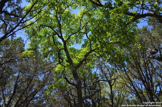 100 Hidden Oaks - Photo 1