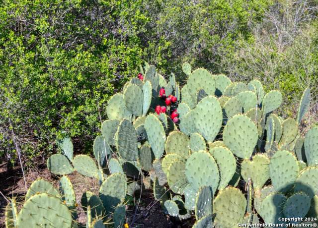 00 Utopia Forest - Photo 1