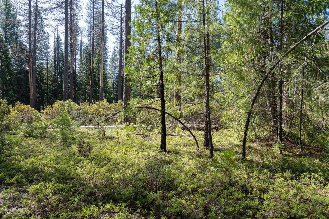 0 3.4 Acres Huggy Bear Lane - Photo 1