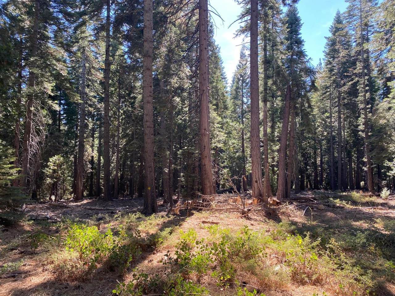 16023 Ophir Silver Road - Photo 1