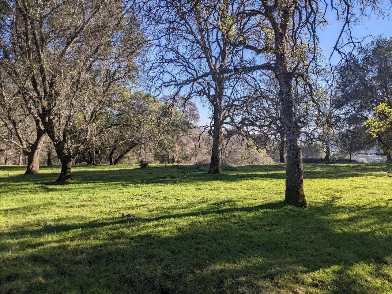 11823 Dolan Harding Road - Photo 1