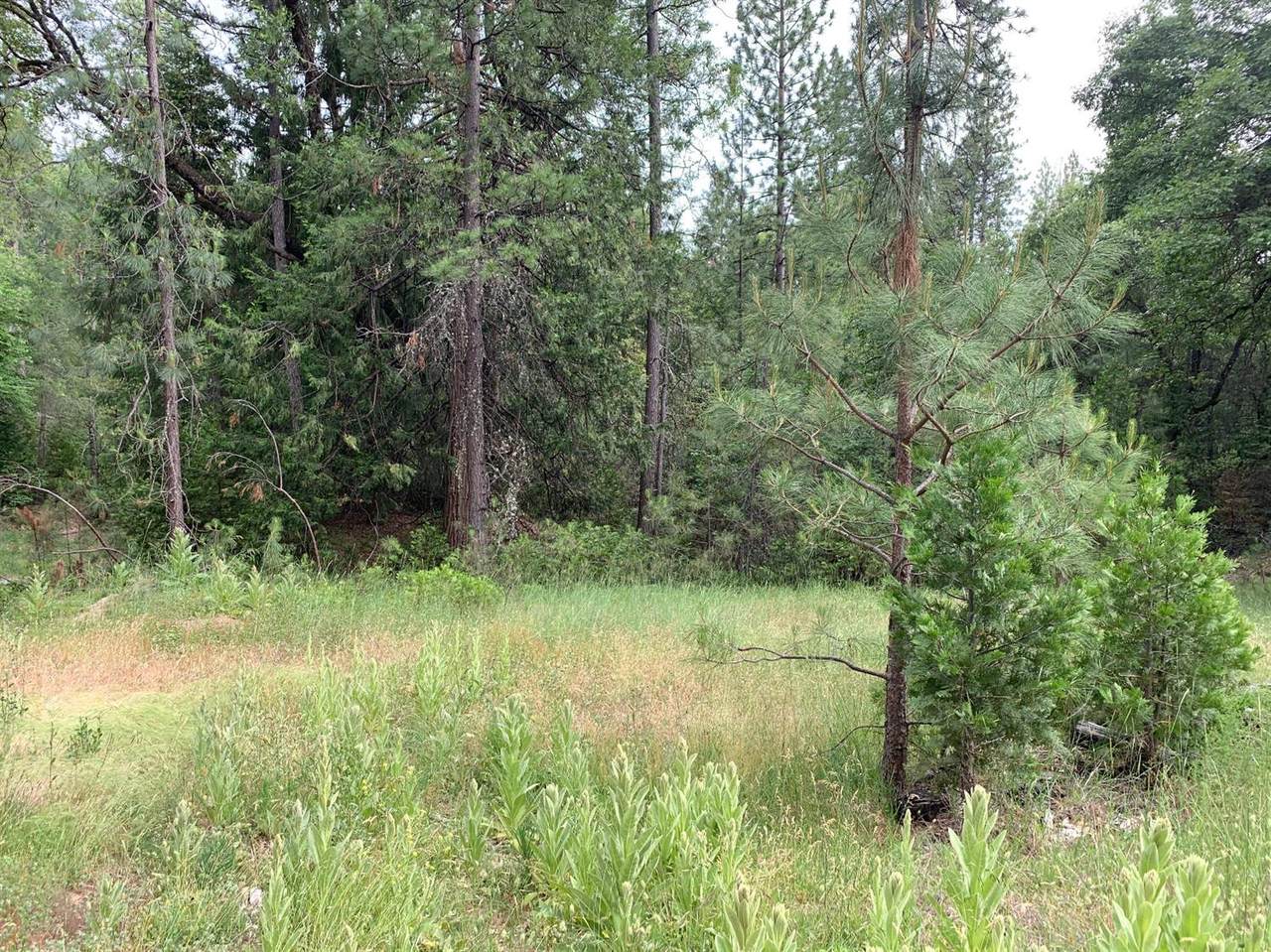 9432 Grizzly Flat Road - Photo 1