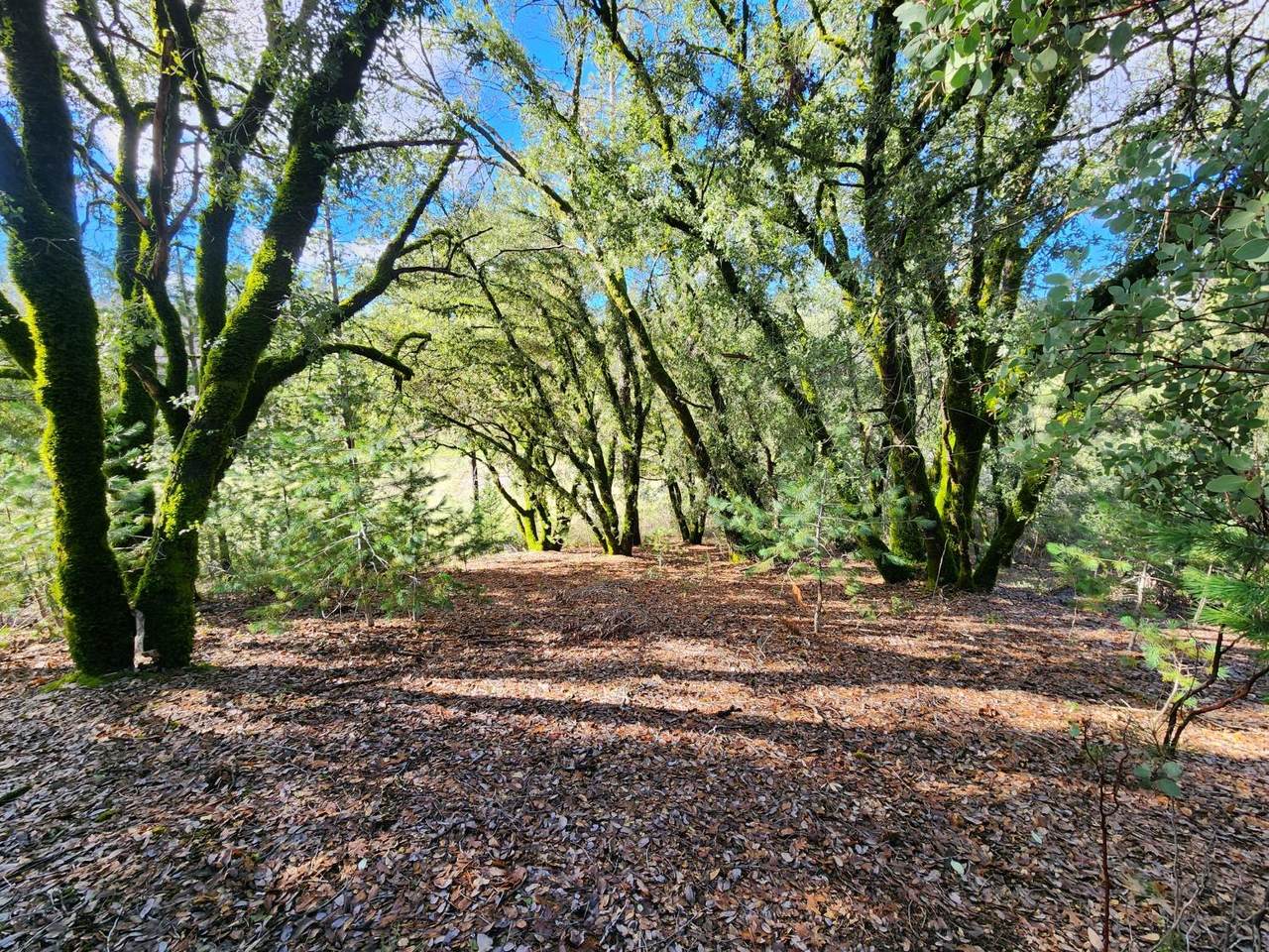 https://bt-photos.global.ssl.fastly.net/sacramento/1280_boomver_1_560612730-2.jpg