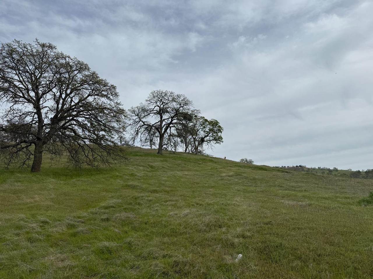 https://bt-photos.global.ssl.fastly.net/sacramento/orig_boomver_1_560822088-2.jpg