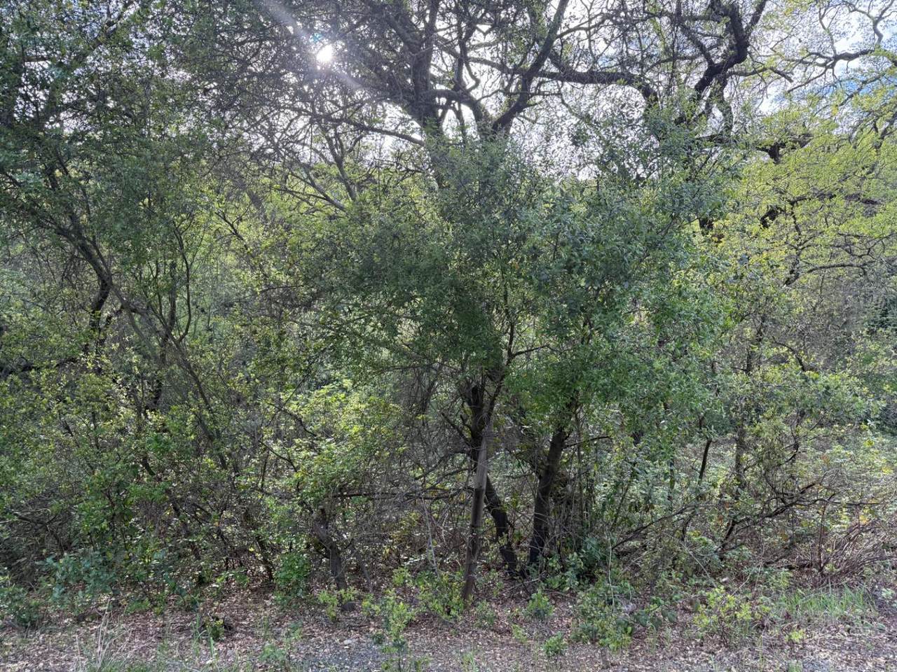 0 Toby Tyler Way - Photo 1