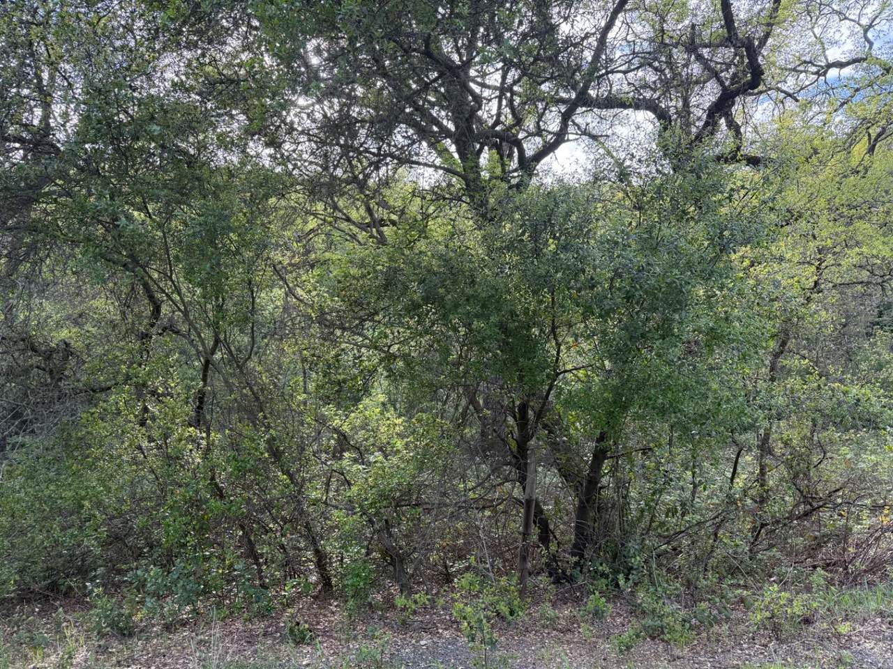 0 Toby Tyler Way - Photo 1