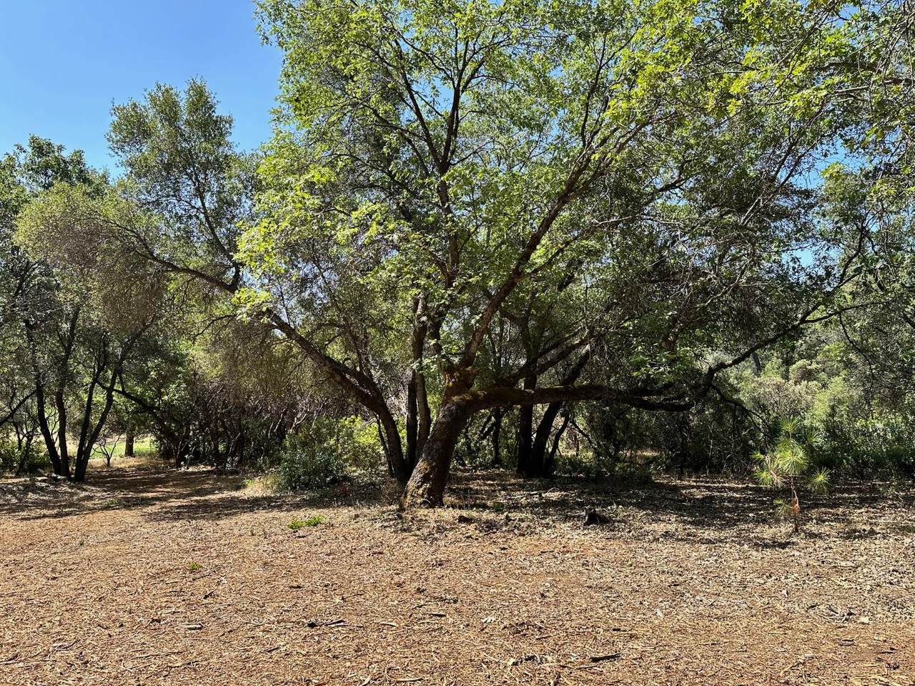 https://bt-photos.global.ssl.fastly.net/sacramento/1280_boomver_1_560840219-2.jpg