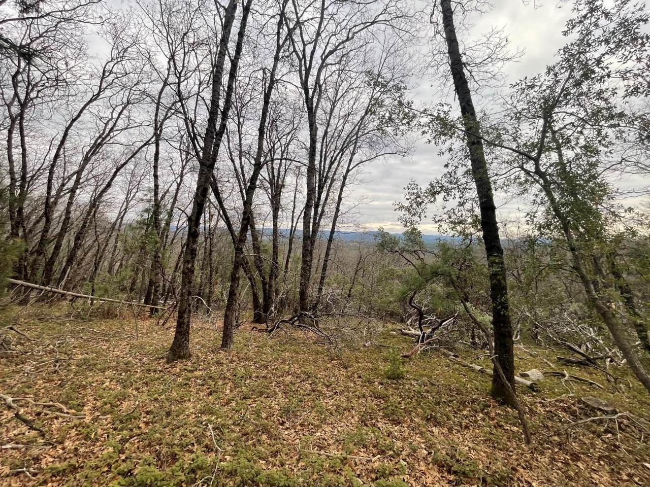 17100 Fritillary Way - Photo 1