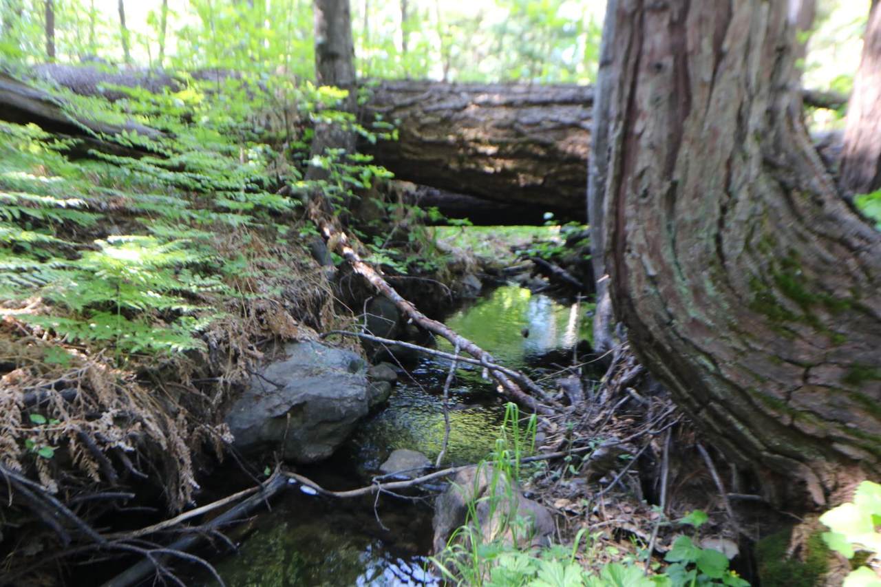 2159 Sierra Parkway - Photo 1