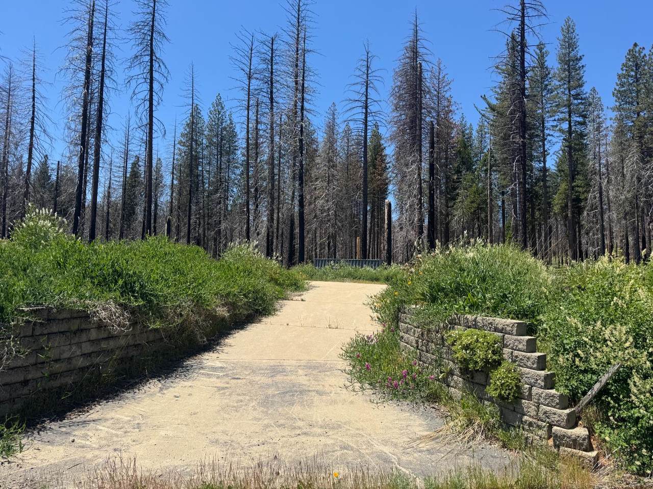 5309 Golden Aspen Drive - Photo 1