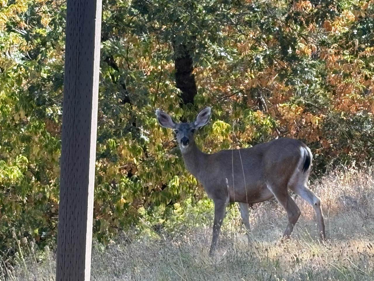 https://bt-photos.global.ssl.fastly.net/sacramento/1280_boomver_1_560886772-2.jpg