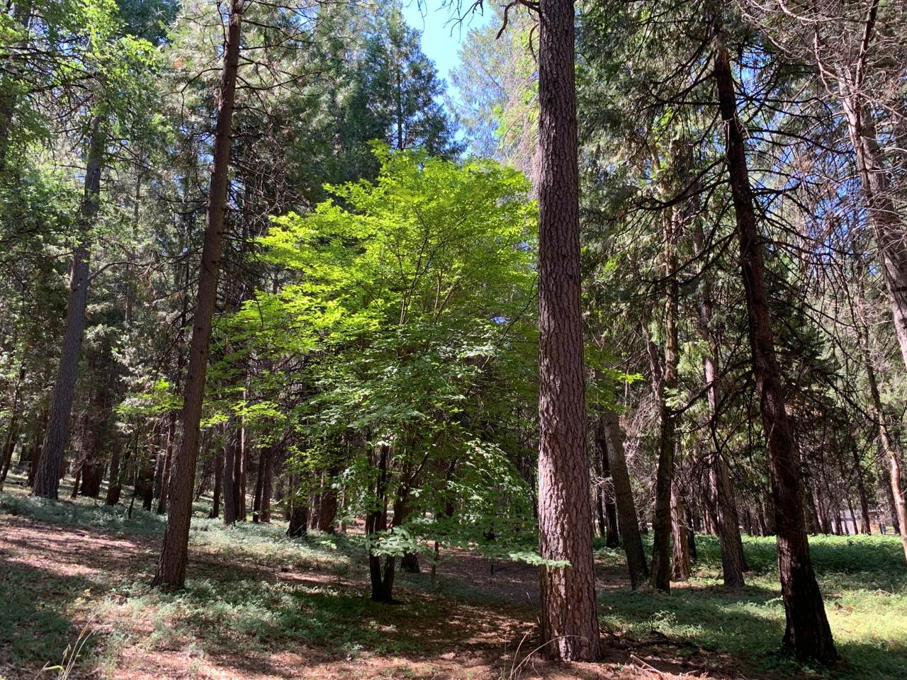 https://bt-photos.global.ssl.fastly.net/sacramento/1280_boomver_1_560894841-2.jpg