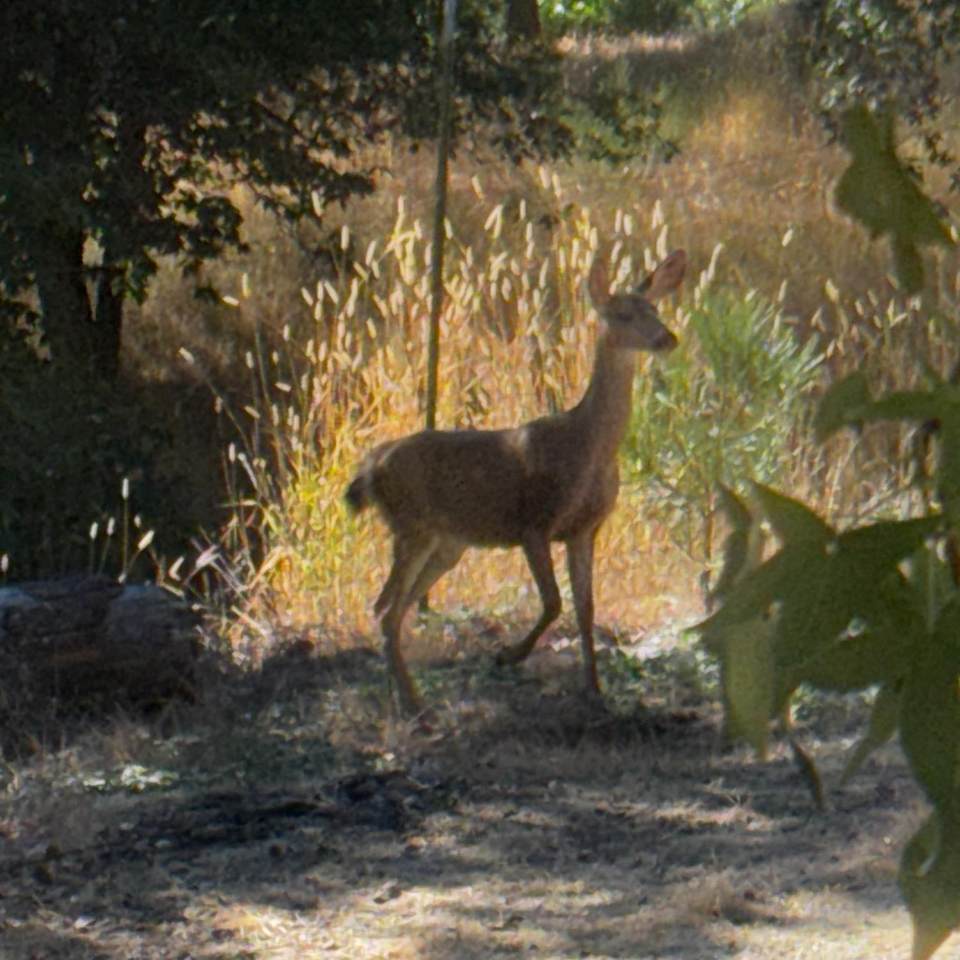 https://bt-photos.global.ssl.fastly.net/sacramento/1280_boomver_1_560903034-2.jpg