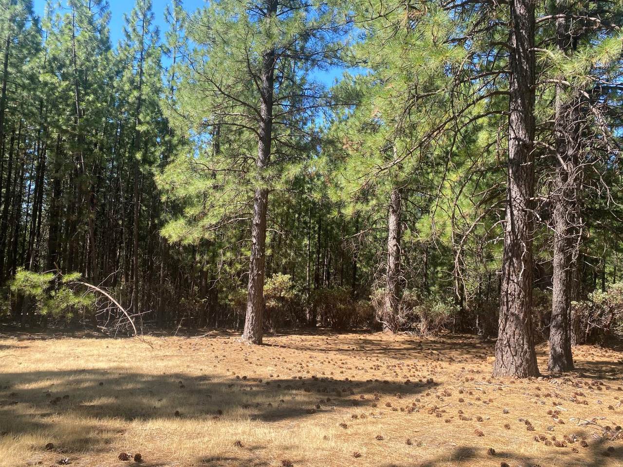 0 Wildrose Drive - Photo 1