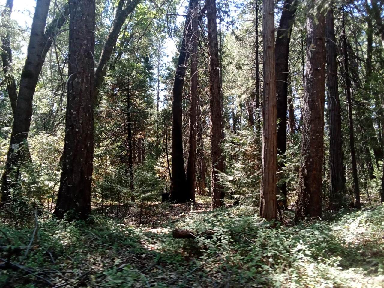 https://bt-photos.global.ssl.fastly.net/sacramento/1280_boomver_1_560918618-2.jpg