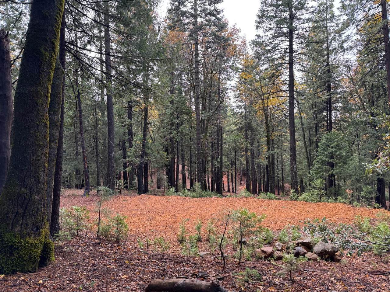 https://bt-photos.global.ssl.fastly.net/sacramento/1280_boomver_1_560918635-2.jpg