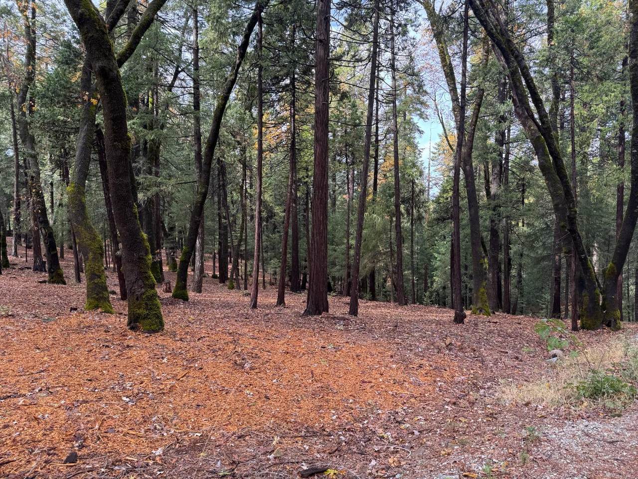 https://bt-photos.global.ssl.fastly.net/sacramento/1280_boomver_1_560918635-2.jpg