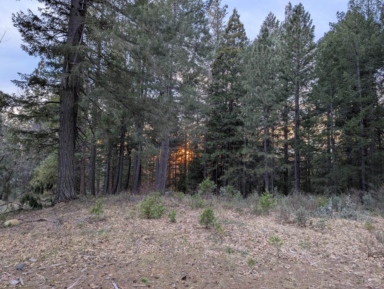 https://bt-photos.global.ssl.fastly.net/sacramento/1280_boomver_2_560926367-2.jpg