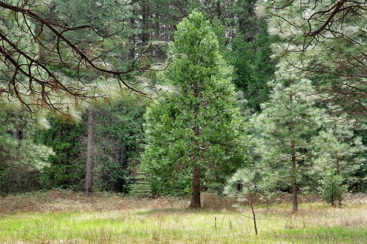 https://bt-photos.global.ssl.fastly.net/sacramento/1280_boomver_1_560929773-2.jpg