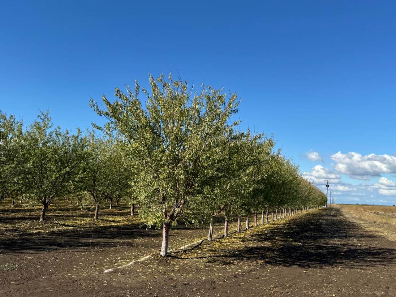 https://bt-photos.global.ssl.fastly.net/sacramento/1280_boomver_1_560941425-2.jpg
