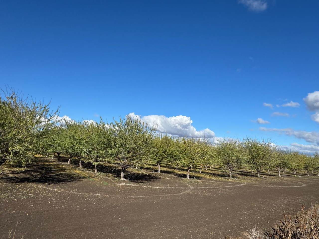 https://bt-photos.global.ssl.fastly.net/sacramento/1280_boomver_1_560941425-2.jpg