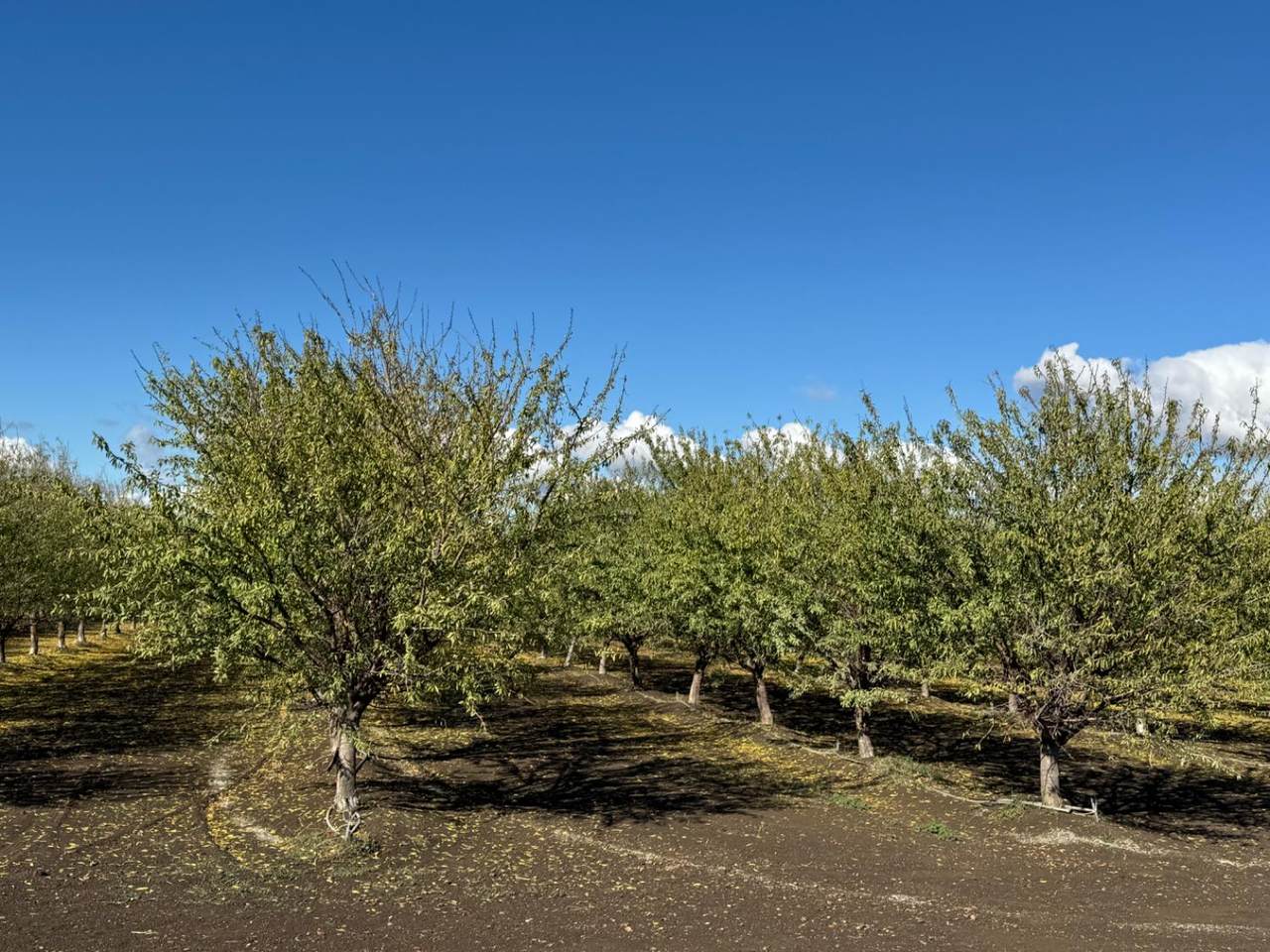 https://bt-photos.global.ssl.fastly.net/sacramento/1280_boomver_1_560941425-2.jpg