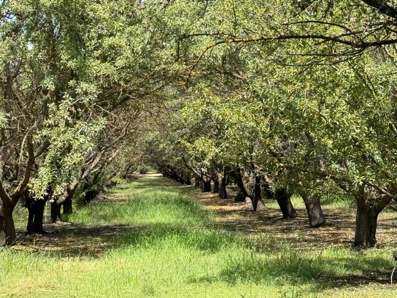 https://bt-photos.global.ssl.fastly.net/sacramento/1280_boomver_1_560946235-2.jpg