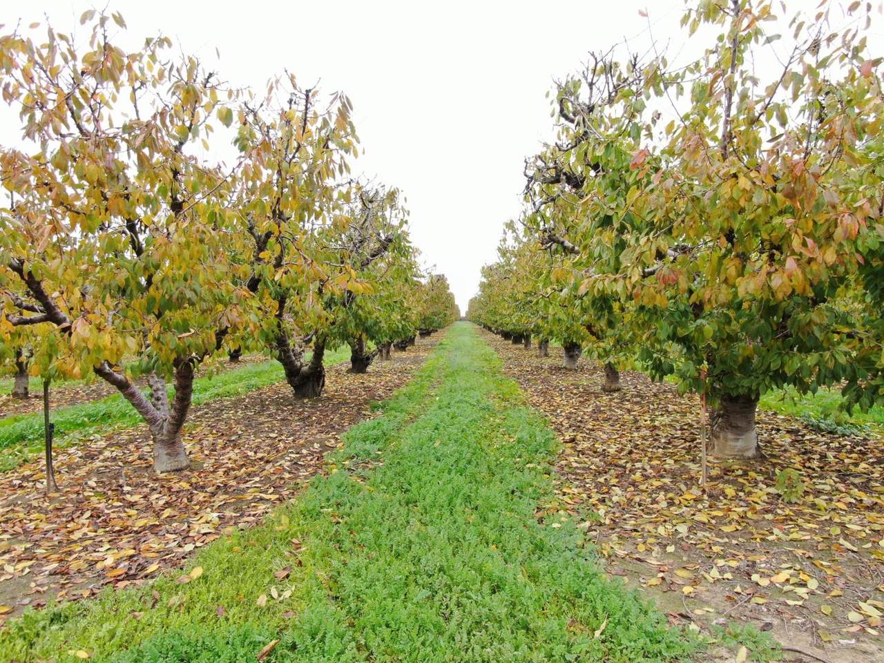 https://bt-photos.global.ssl.fastly.net/sacramento/1280_boomver_1_560958715-2.jpg