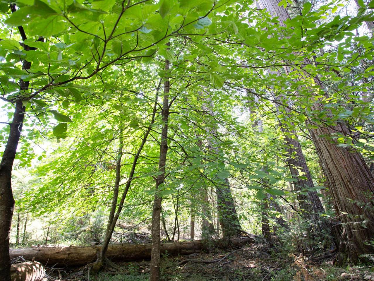 0 Spring Court - Photo 1