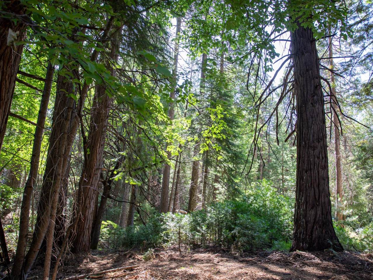 https://bt-photos.global.ssl.fastly.net/sacramento/1280_boomver_1_560959056-2.jpg