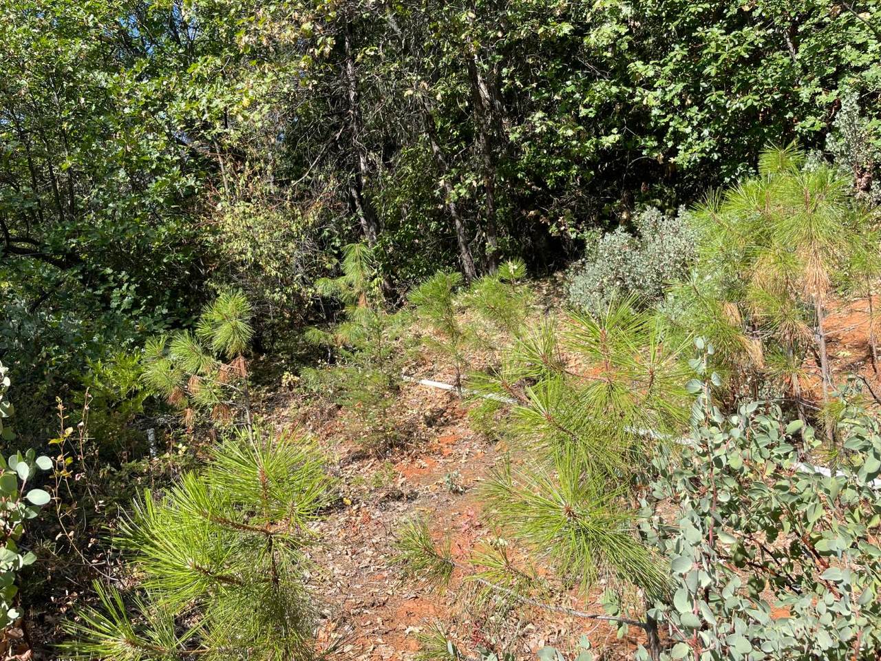 https://bt-photos.global.ssl.fastly.net/sacramento/1280_boomver_1_560959767-2.jpg