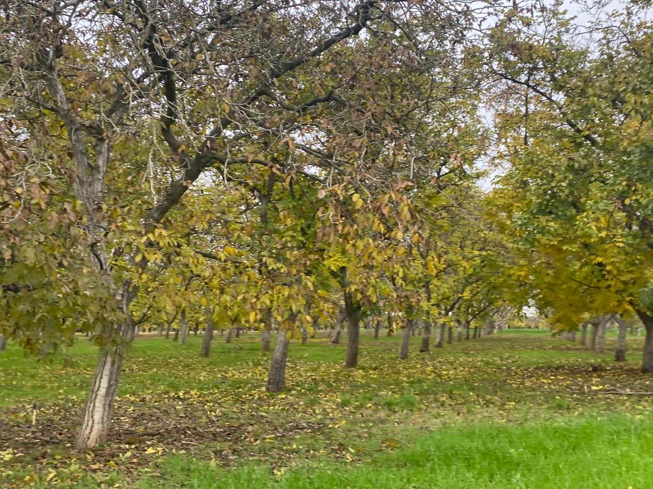 https://bt-photos.global.ssl.fastly.net/sacramento/1280_boomver_1_560960383-2.jpg